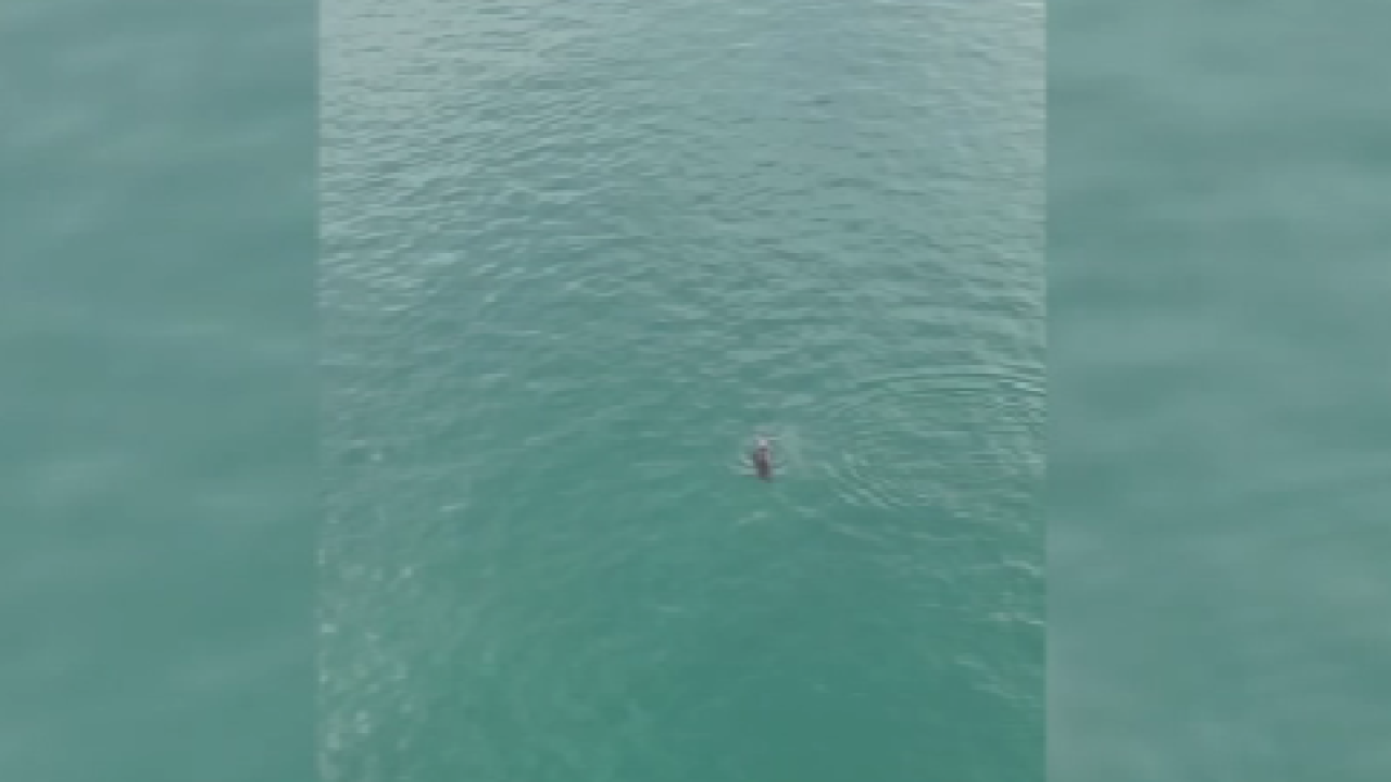 Sinop’ta yunusların suda buluşması