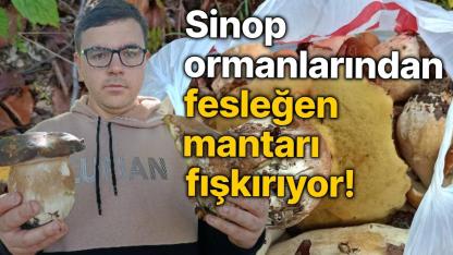 Sinop ormanlarından fışkıran fesleğen mantarı vatandaşlara ek gelir kapısı oldu