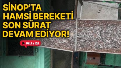 Sinop'ta 20 tekne, tonlarca hamsiyle limana geldi