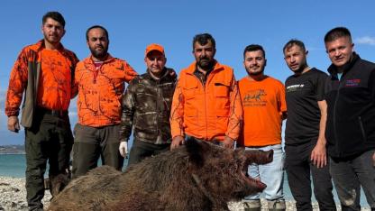 Sinop'ta köylülerin kabusu sona erdi: 300 kiloluk domuz avlandı