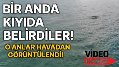 Sinop’ta denizden gelen sürpriz! Onları ilk defa bu kadar yakından göreceksiniz