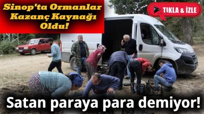 Sinop'ta gelir kapısı oldu
