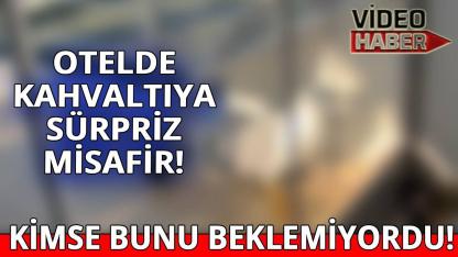 Sinop’ta gülümseten anlar kamerada!