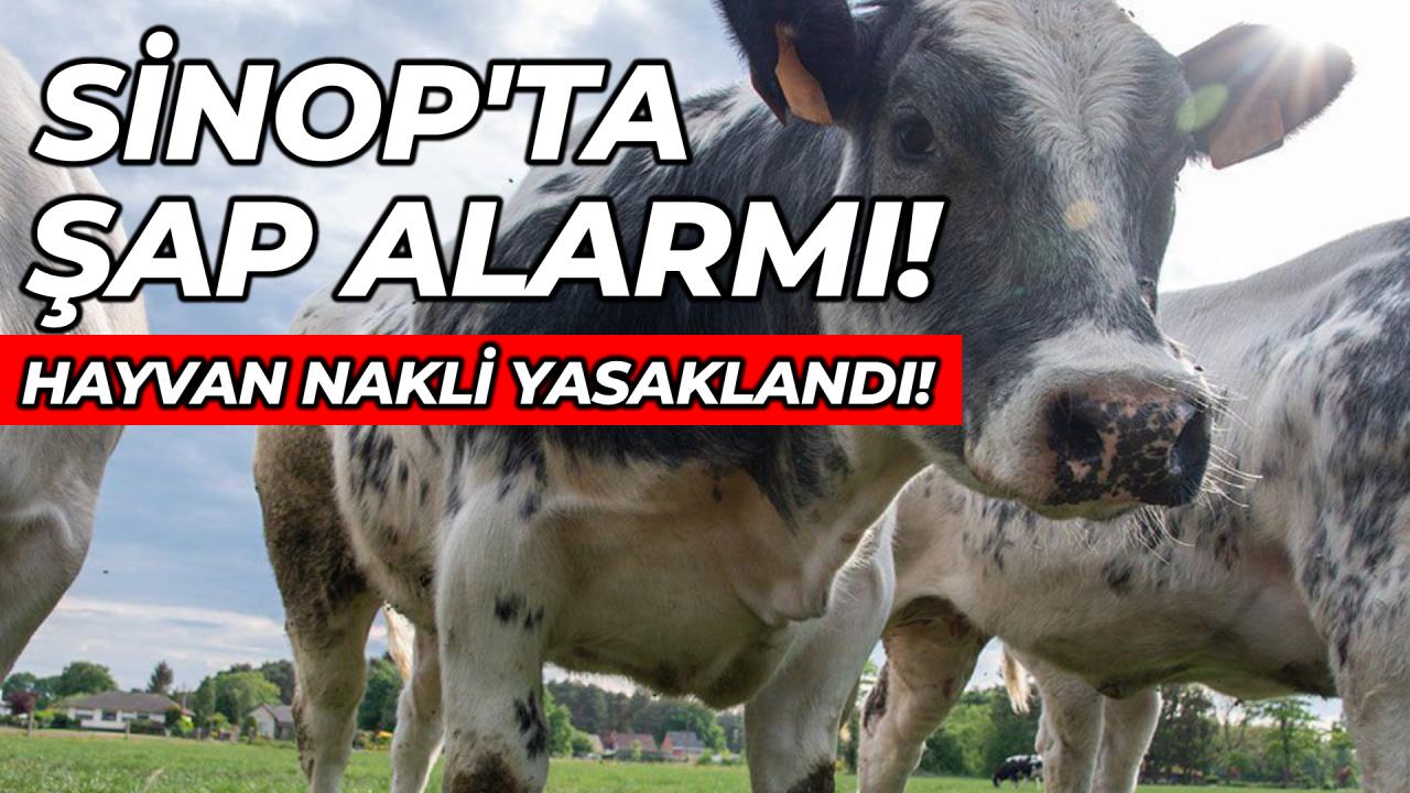 Sinop’ta hayvan ticareti durduruldu! İşte detaylar