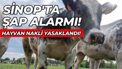 Sinop’ta hayvan ticareti durduruldu! İşte detaylar