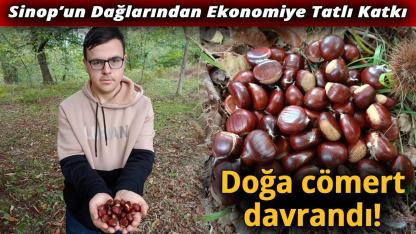 Sinop’ta kestane bereketi köylülerin yüzünü güldürdü