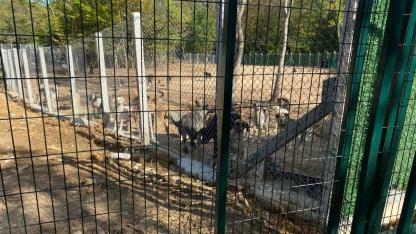 Sinop'ta sokak hayvanları barınağıyla ilgili eksiklikler gündeme taşındı