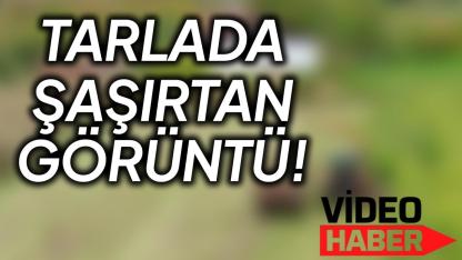 Sinop’ta üreticilerden mısır silajı mesaisi