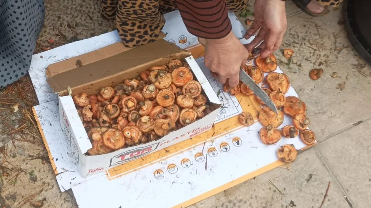 Yılın ilk kanlıca mantarı pazara indi