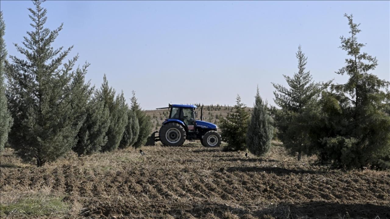 Ağaçlandırma seferberliğinin ilk yılında dikilen fidanlar ağaca dönüştü