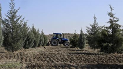 Ağaçlandırma seferberliğinin ilk yılında dikilen fidanlar ağaca dönüştü