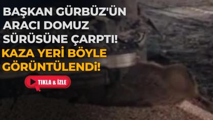 Başkan Gürbüz'ün makam aracı domuz sürüsüne çarptı: İşte kaza yerinden ilk görüntü