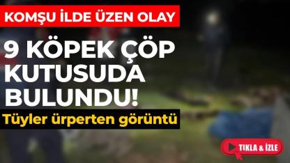 Çöp konteynerinden 9 köpek cesedi çıktı