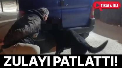 Dedektör köpek stepneyi kokladı, zehir ortaya çıktı