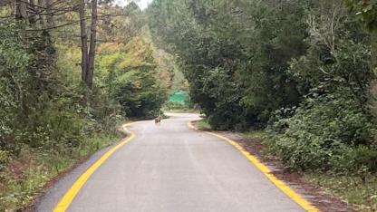 Doğanın sessiz misafirleri ortaya çıktı