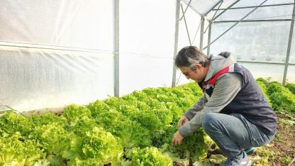 Gerze’de hibe destekli seralarda ilk hasat sevinci