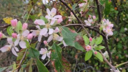 Kasımda bahar şaşkınlığı