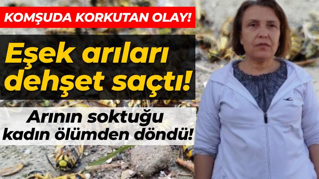 Evin çatısına yuva yapan eşek arıları hastanelik etti