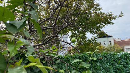 Sinop'ta sıra dışı doğa olayı