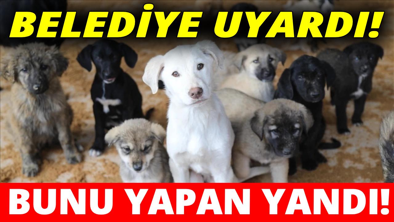 Sahipli hayvanlarını sokağa bırakanlara ağır yaptırım