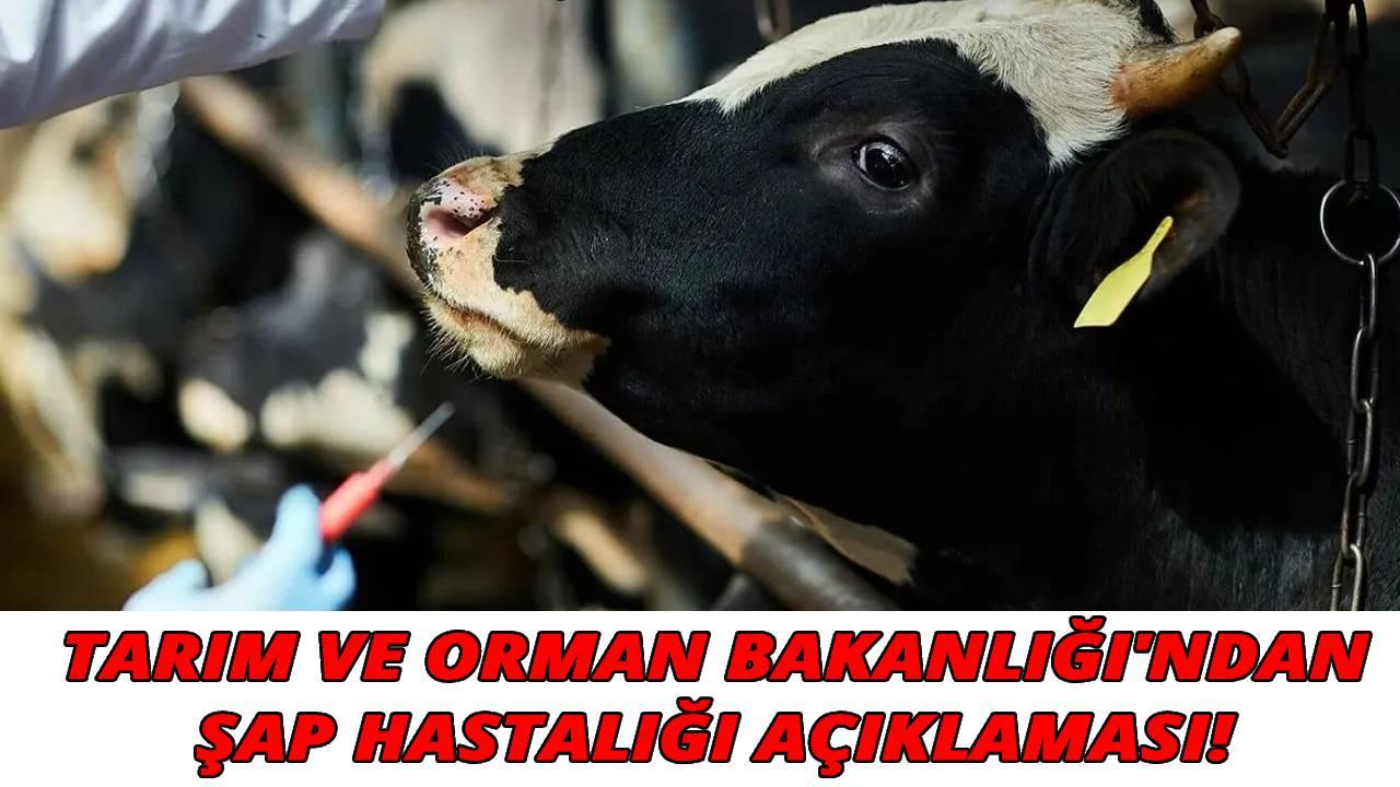 Şap hastalığı kontrol altına alındı mı? Bakanlıktan son dakika açıklaması geldi