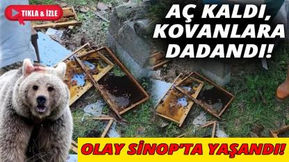 Sinop'ta aç kalan ayı kovanlara saldırdı