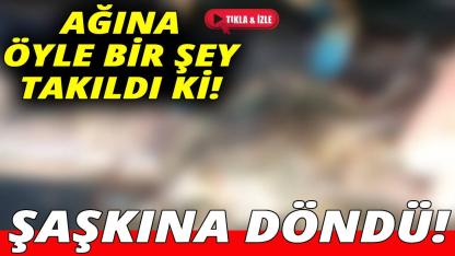 Sinop'ta balıkçının ağından renkli sürpriz çıktı