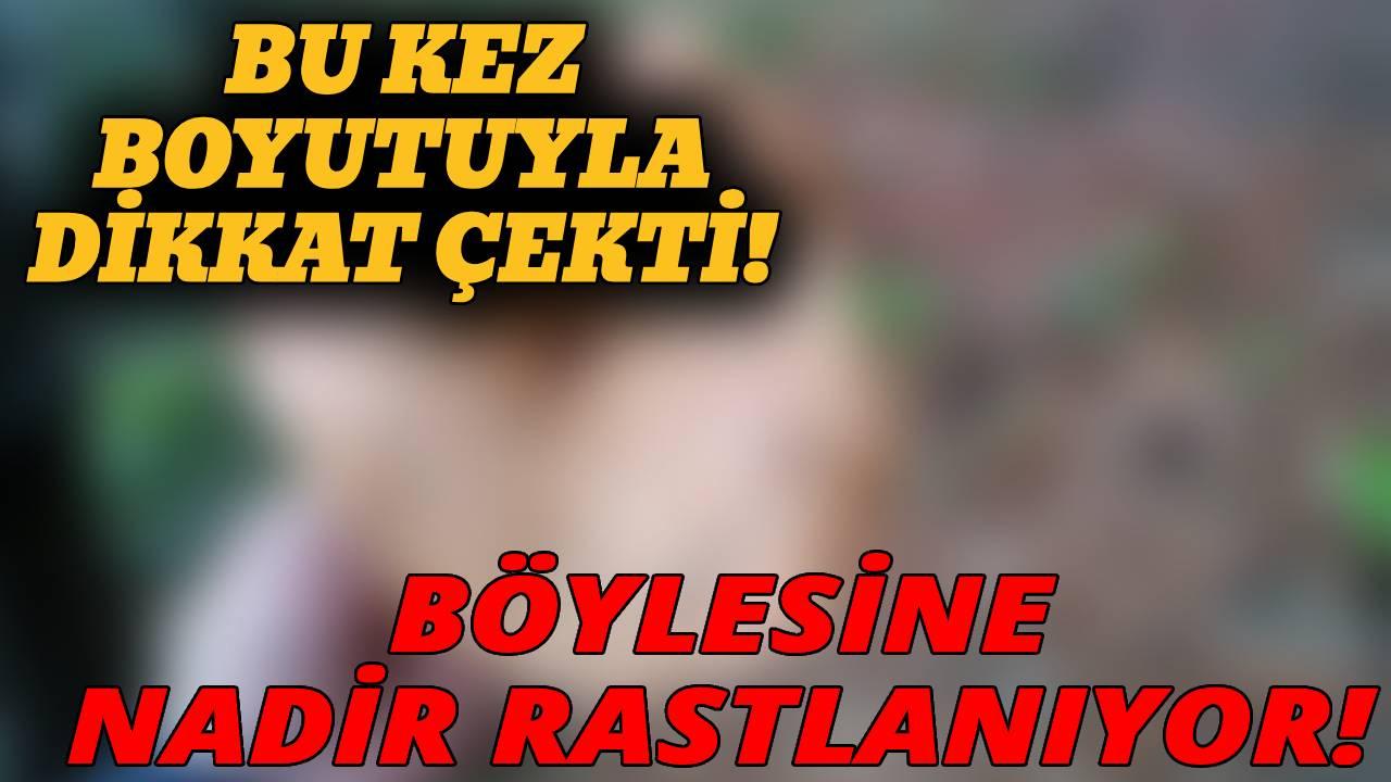 Sinop&#039;ta bulundu! Görenler hayrete düştü