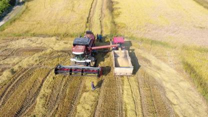 Sinop’ta çeltik hasadı tamamlandı