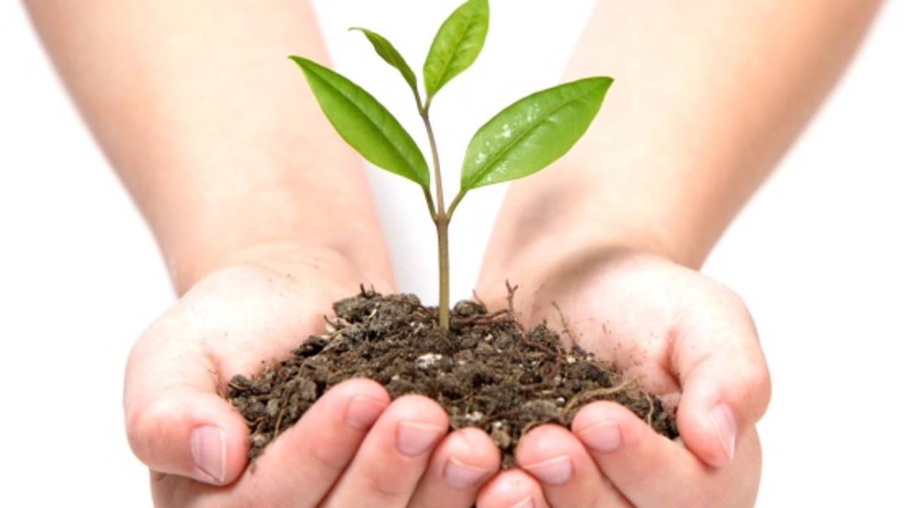 Sinop’ta fidan dikim etkinliği düzenlenecek