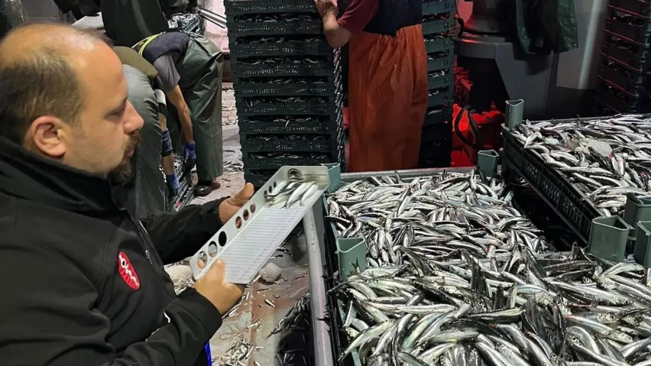 Sinop&#039;ta hamsi avcılığına sıkı takip!