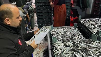 Sinop'ta hamsi avcılığına sıkı takip!