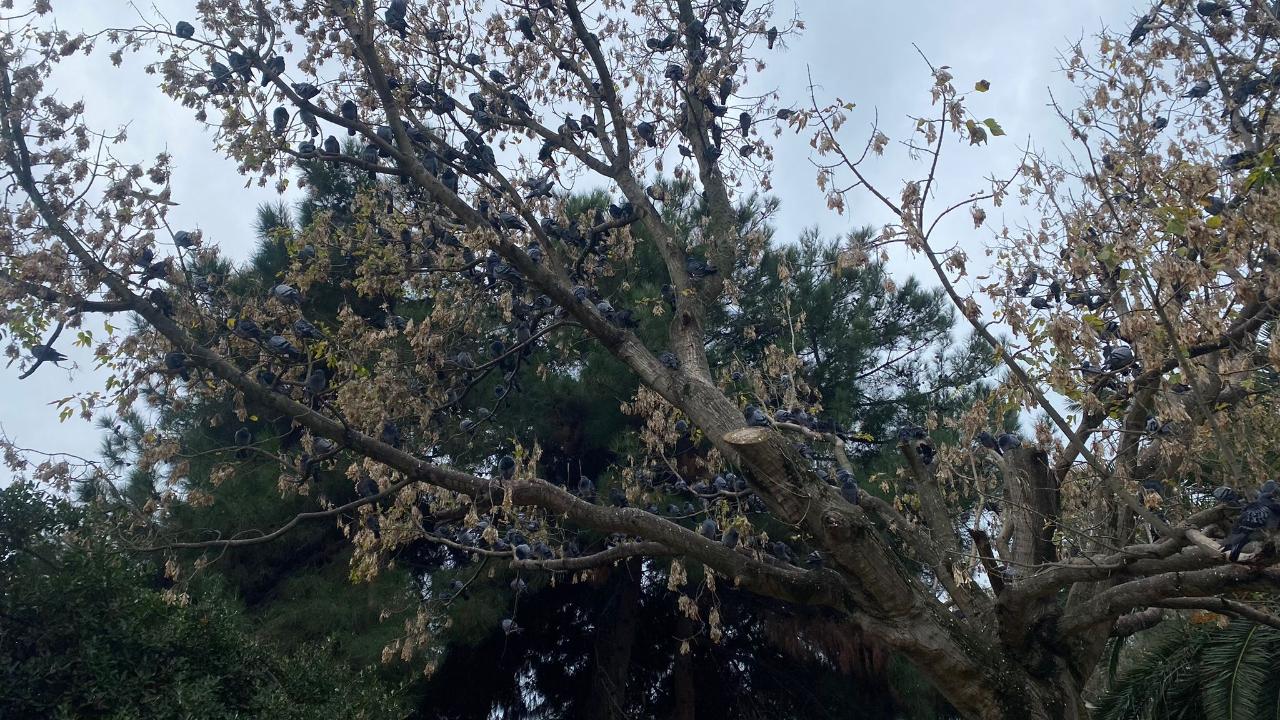 Sinop’ta ilginç manzara
