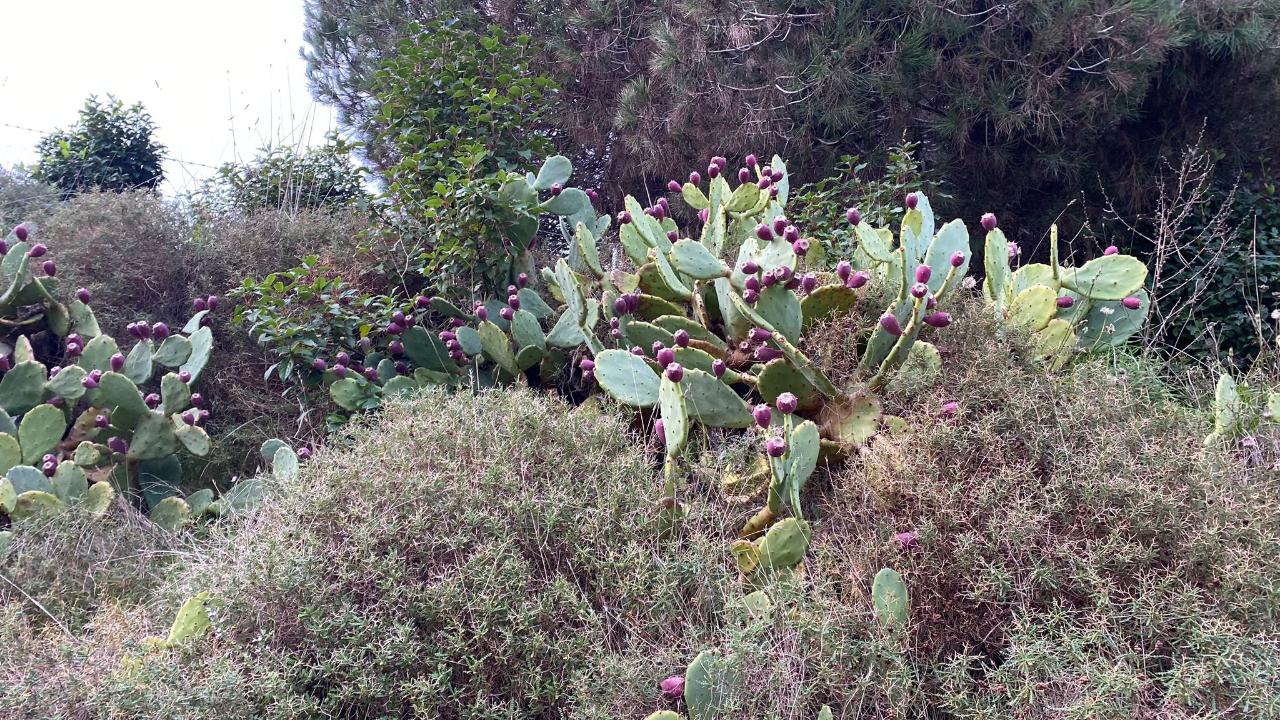 Sinop’ta kaktüs inciri bereketi