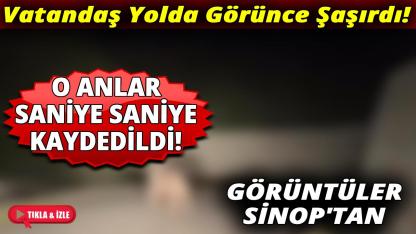 Sinop'ta köy yolunda görüntülendi