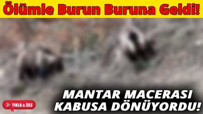 Sinop'ta mantar avında tehlikeli karşılaşma