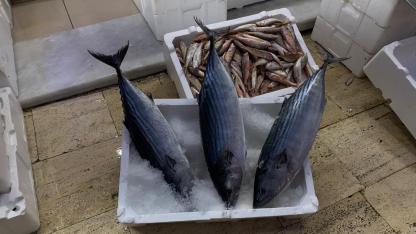 Tezgâhlarda torik şenliği