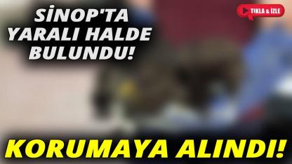 Yaralı halde bulundu, şimdi emin ellerde!