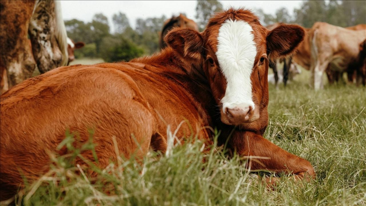 Damızlık hayvanlar için usuller belirlendi