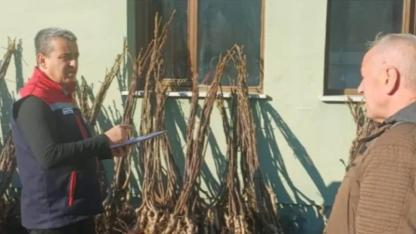 Durağan’da üreticiye ceviz fidanı desteği