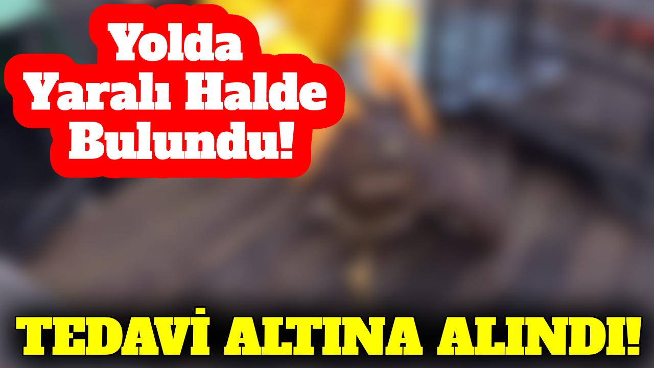 Ekiplerin dikkati bir canı kurtardı