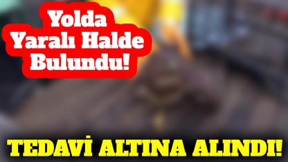 Ekiplerin dikkati bir canı kurtardı