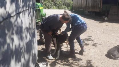 Gerze’de evcil hayvan sahiplerine mikroçip uyarısı