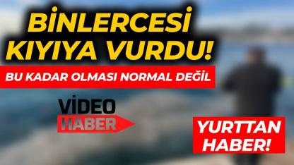 Hayrete düşüren görüntü: Binlercesi kıyıya vurdu