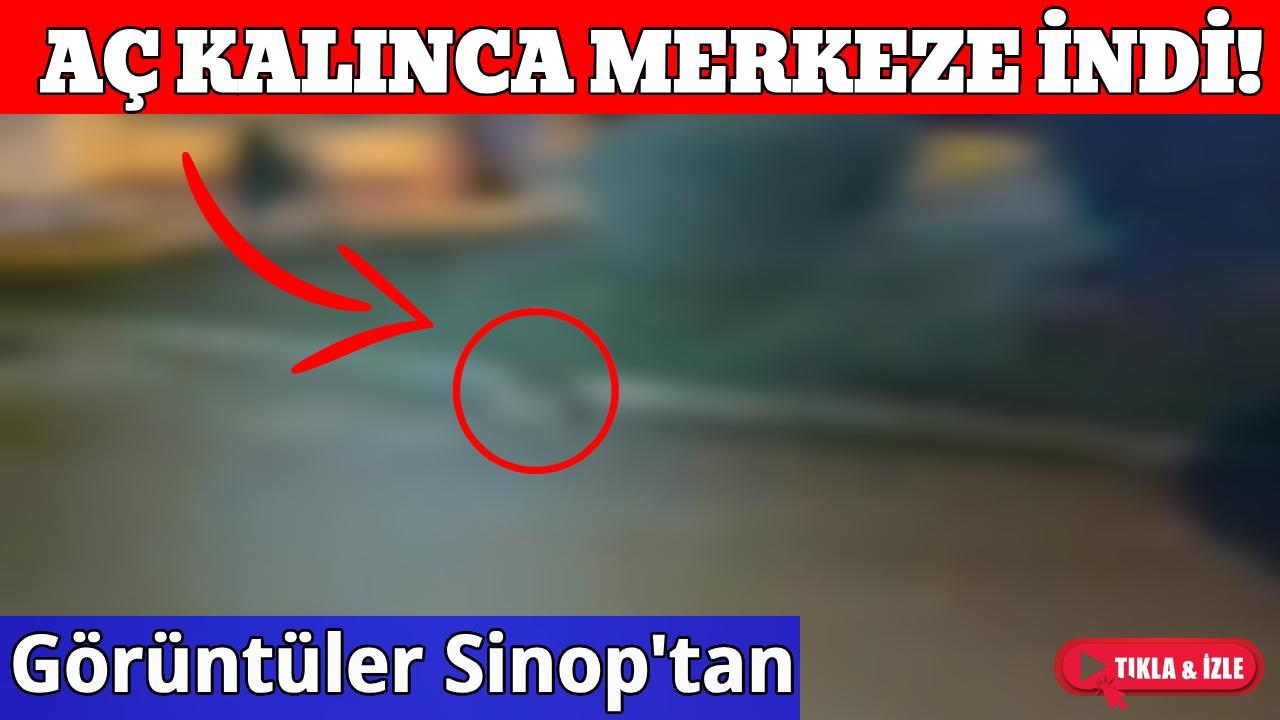 Ormandan indi, mahalle aralarında görüntülendi