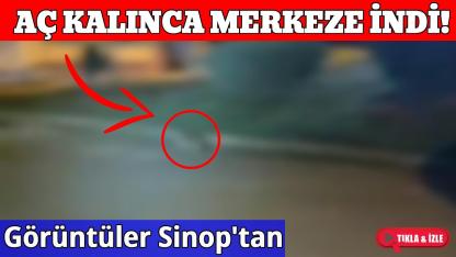 Ormandan indi, mahalle aralarında görüntülendi