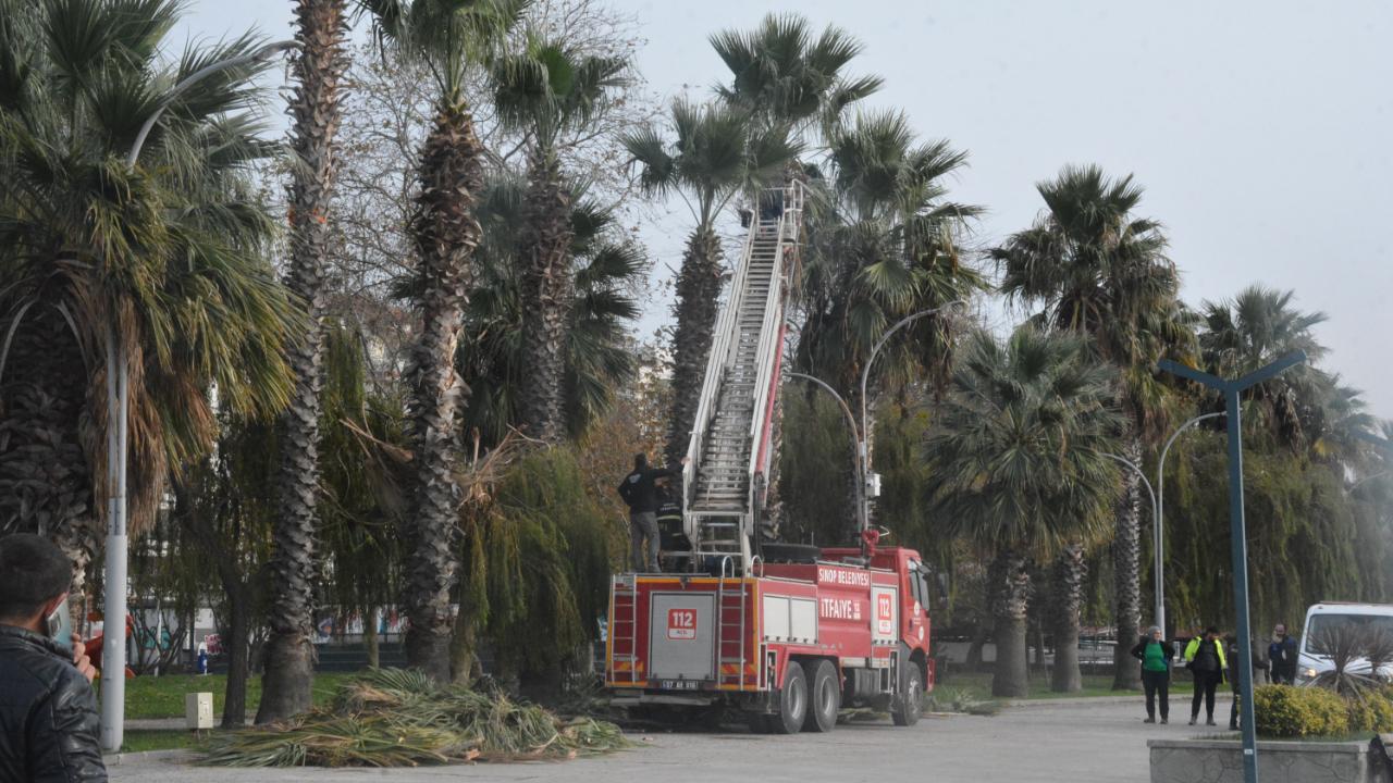 Palmiyeler bakımdan geçti