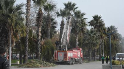 Palmiyeler bakımdan geçti