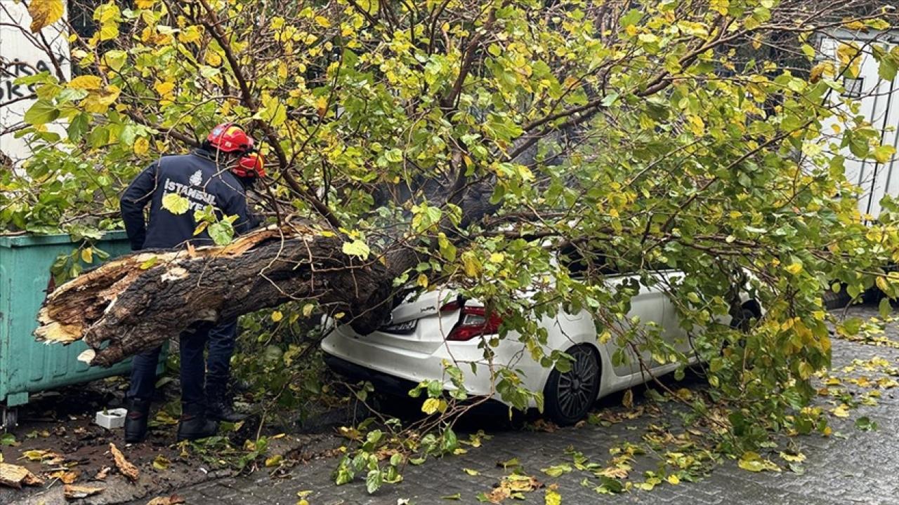 Park halindeki aracın üzerine ağaç devrildi