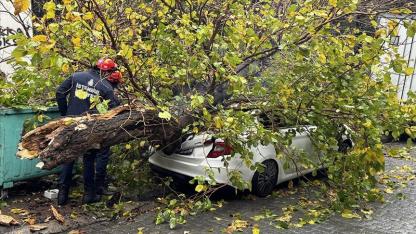 Park halindeki aracın üzerine ağaç devrildi